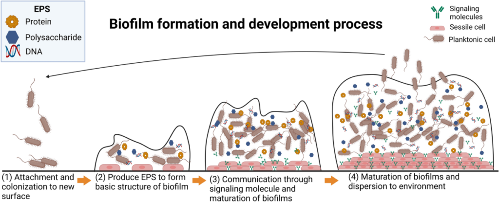 Biofilm Eliminasyonu